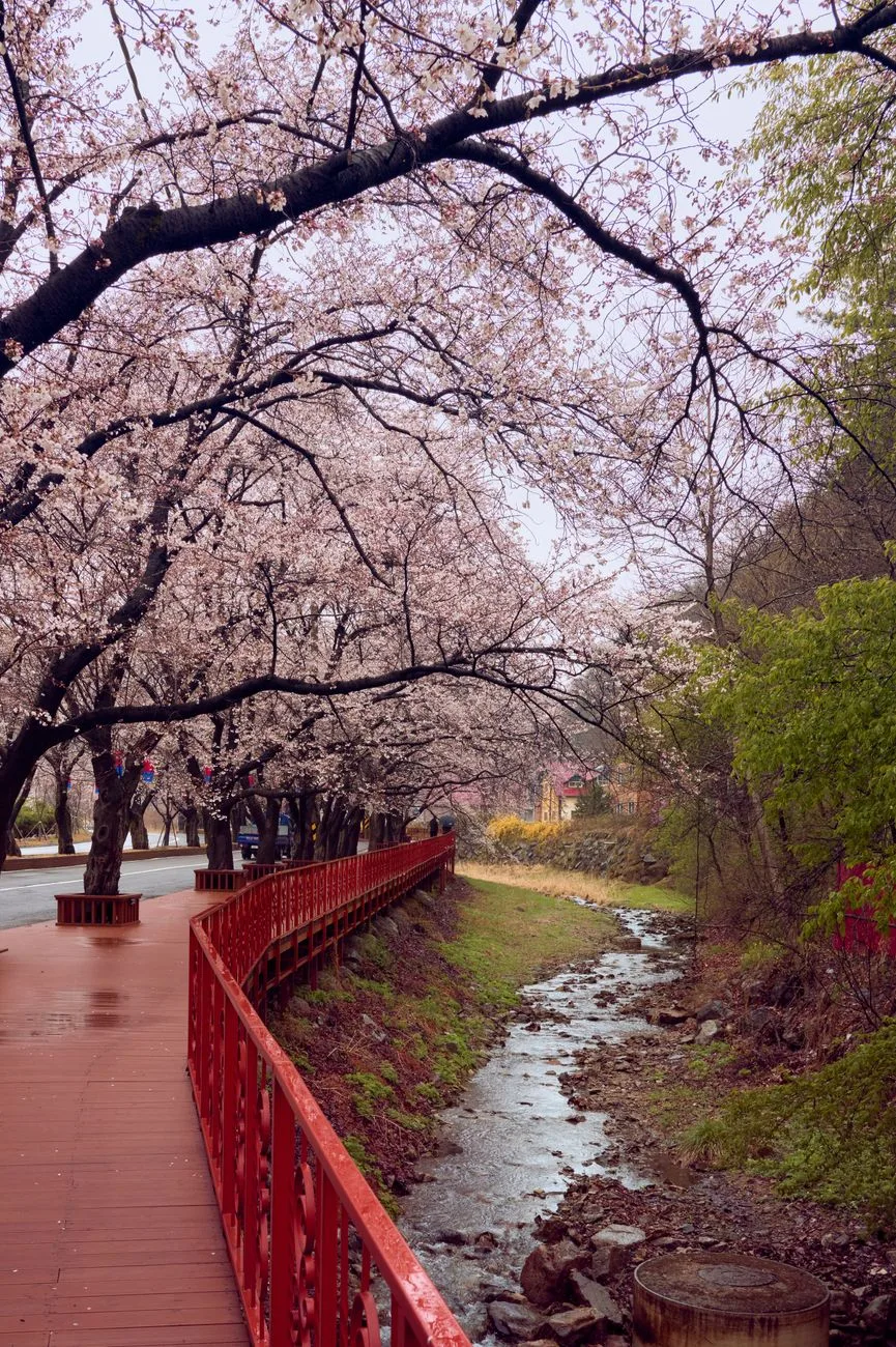 Korean Festivals in 2026: When They Fall, What Closes, and What to Book First