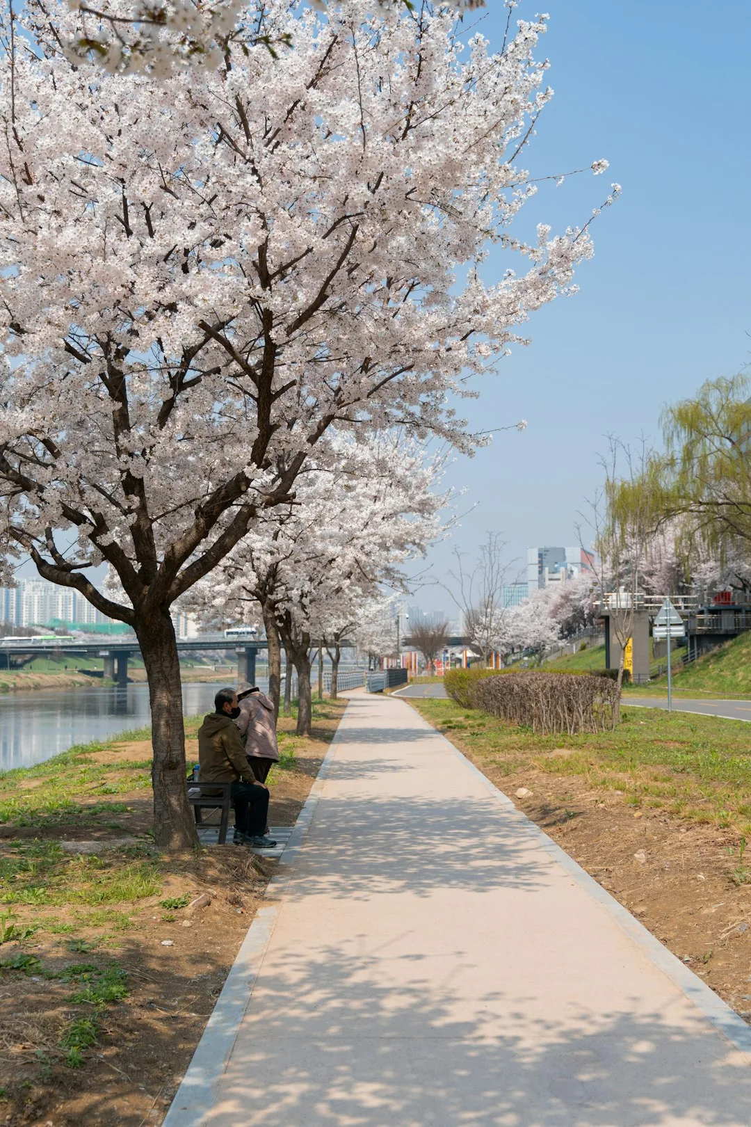 Cherry blossom trees lining a river path in Korea in spring