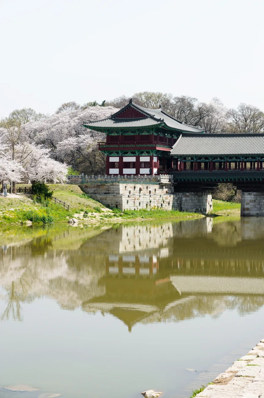 Cherry blossoms beside Bomun Lake in Gyeongju