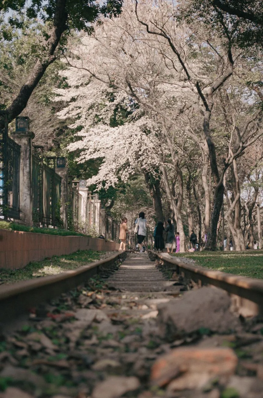 Cherry trees over disused railway tracks at Gyeonghwa Station in Jinhae