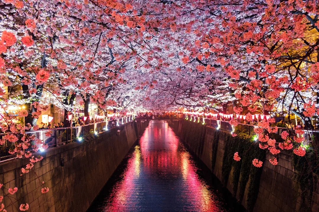 Korea and Japan in One Trip: When Do the Seasons Line Up?