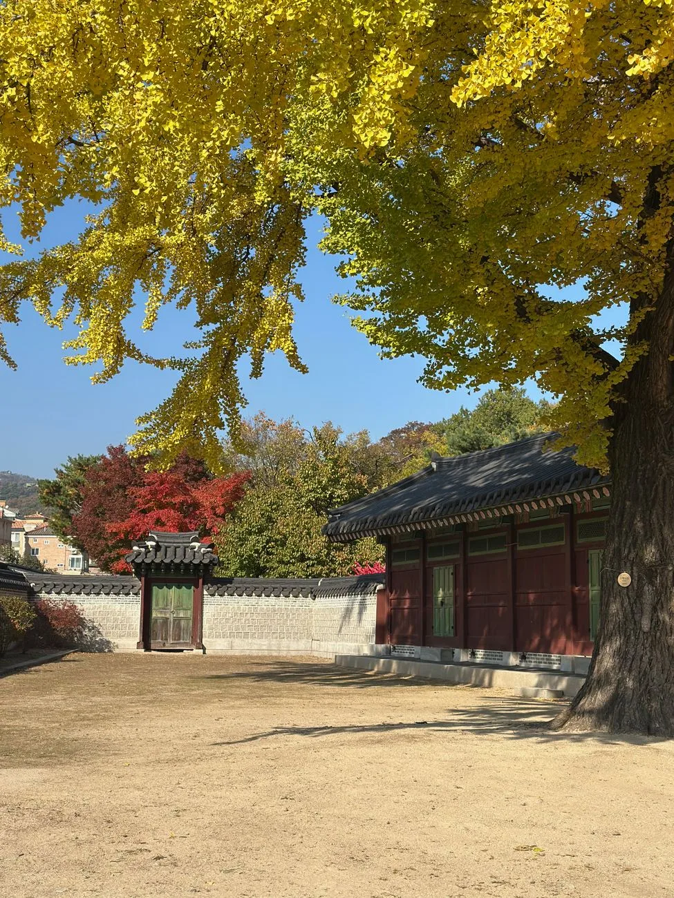 Explore a serene Korean palace courtyard with vibrant autumn foliage in Seoul.