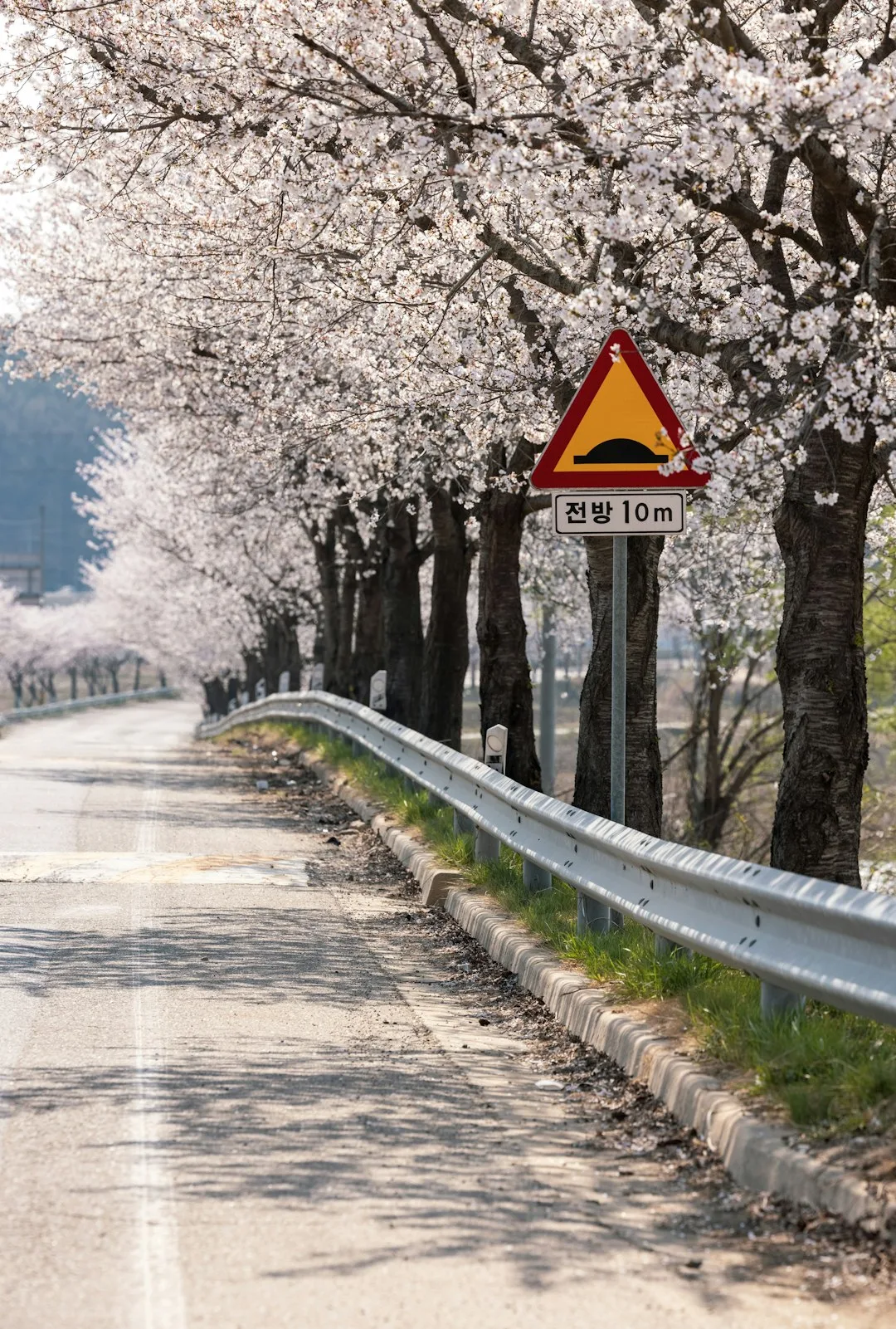 Best Time to Visit Korea in 2026: A Season-by-Season Guide
