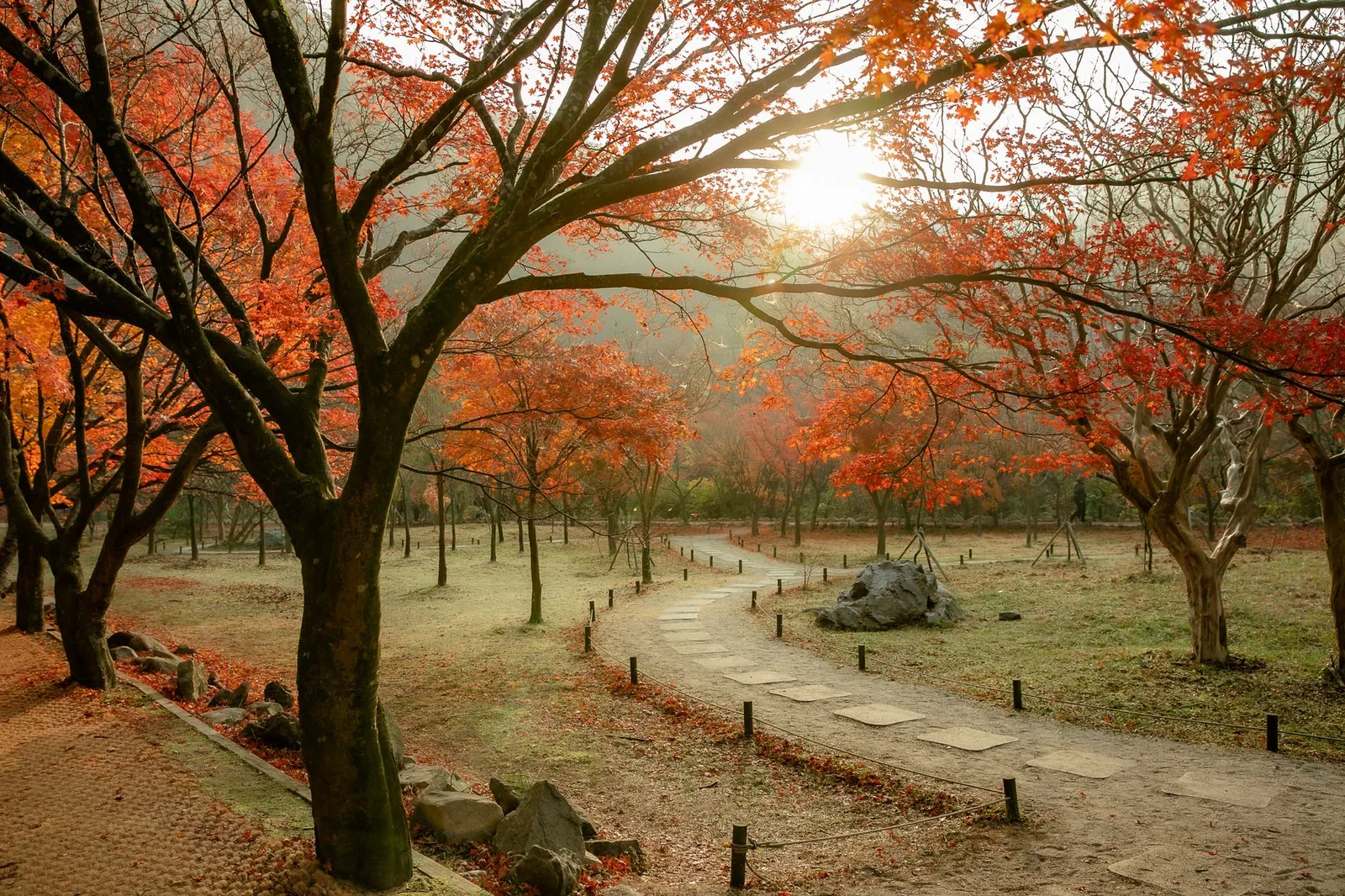 Naejangsan National Park red maple tunnel walkway in autumn