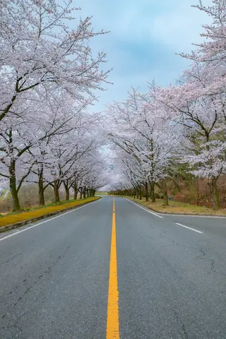 Cherry Blossom Season in Korea: The Best Time to Visit, Region by Region