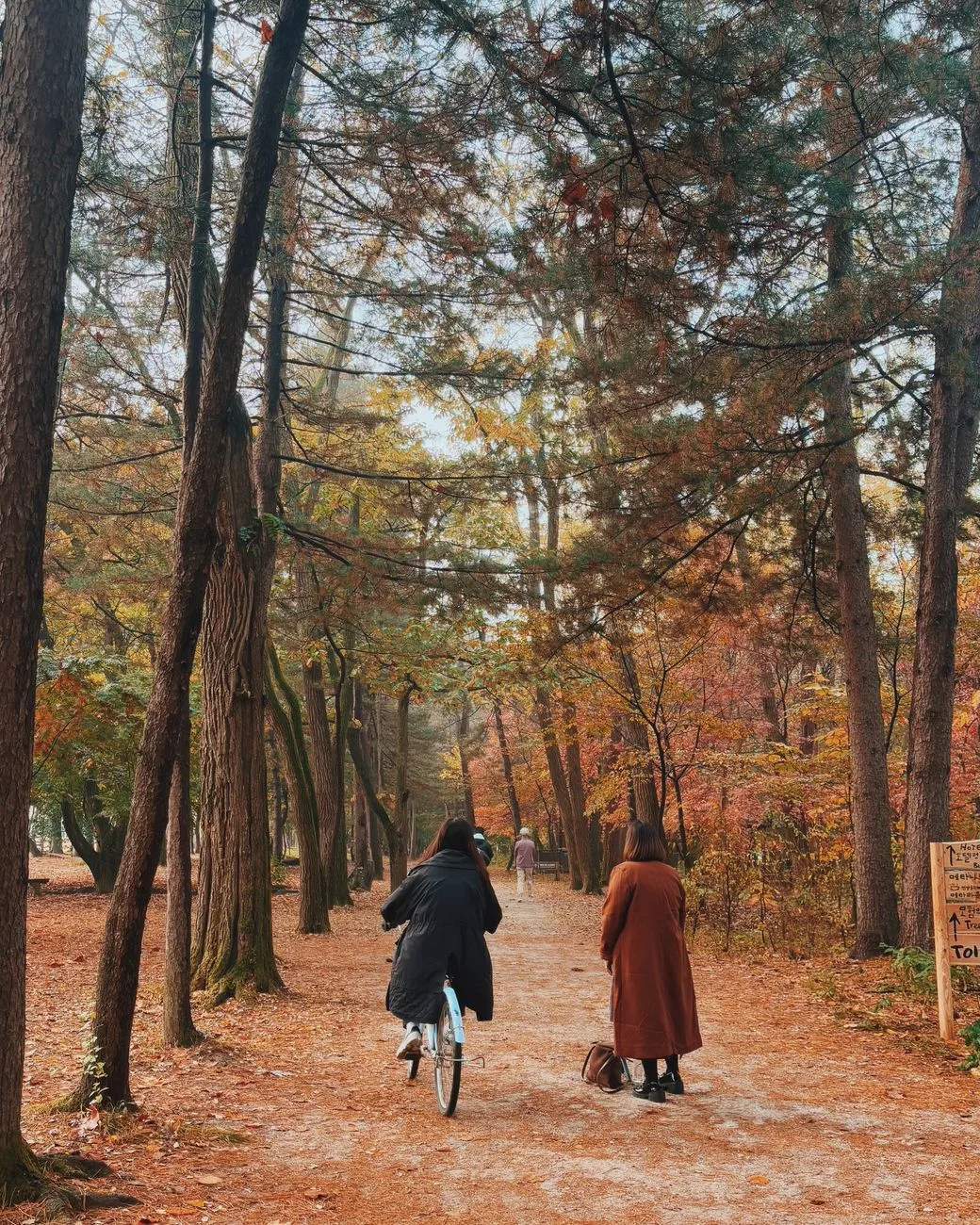 Nami Island tree lined path in Gapyeong South Korea