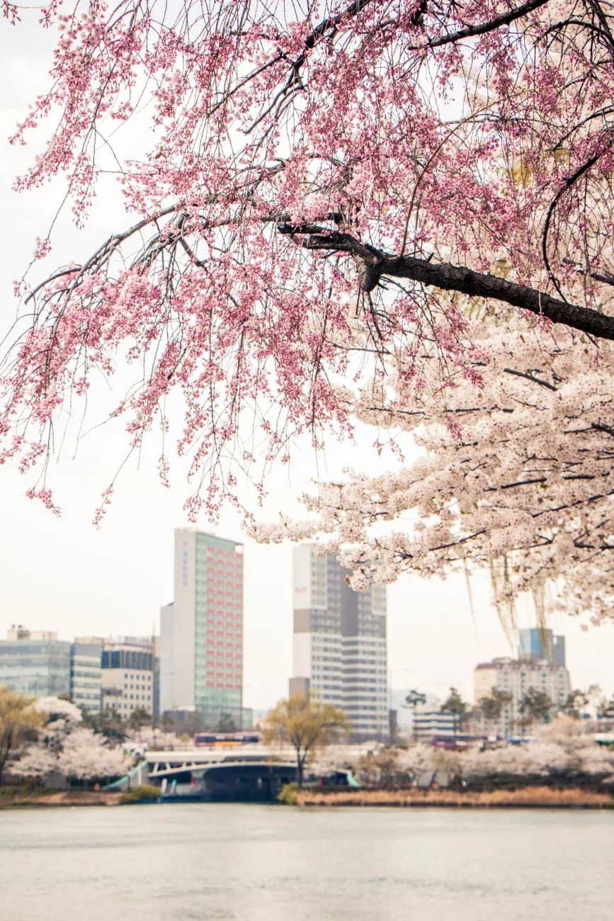 Beautiful cherry blossoms frame a serene view of Seoul's skyline and river during springtime.