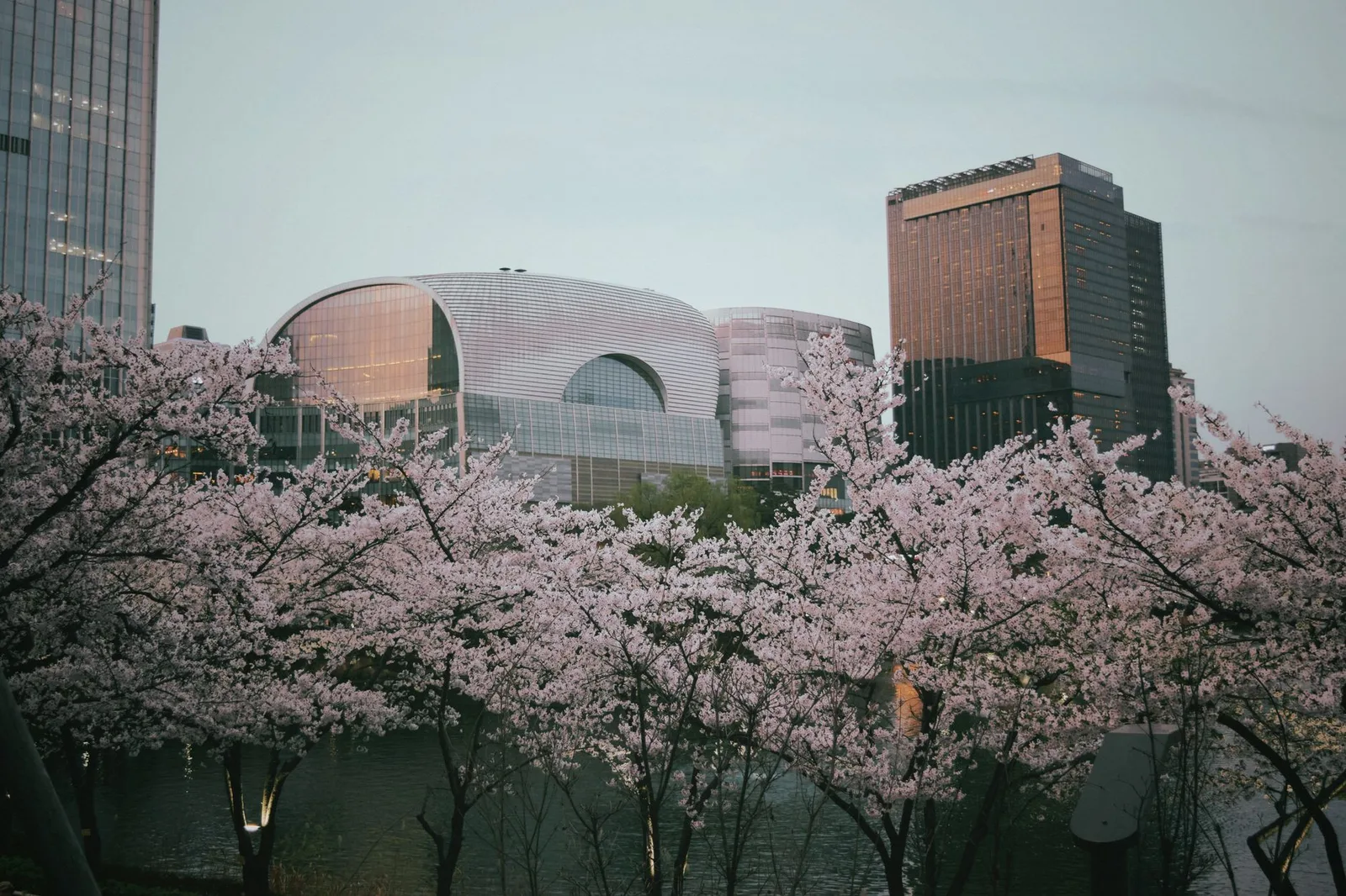 Cherry blossoms along Yunjung-ro beside the National Assembly in Yeouido Seoul