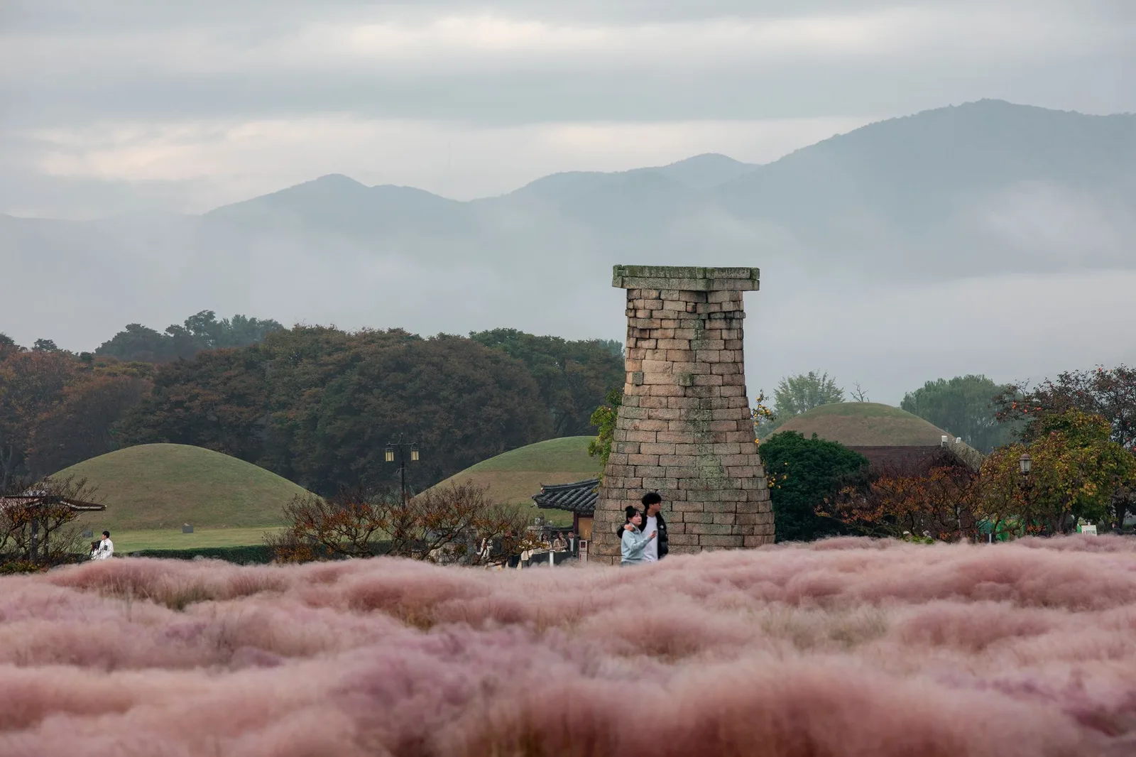 Pink muhly grass field near Cheomseongdae in Gyeongju Korea